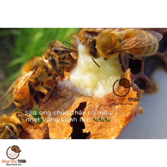 Sữa ong chúa Healthy Care Royal Jelly 1000mg 365 viên